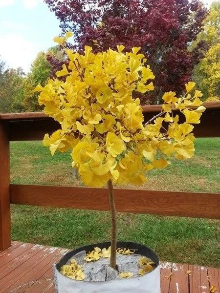 Arbre aux quarante écus Mariken