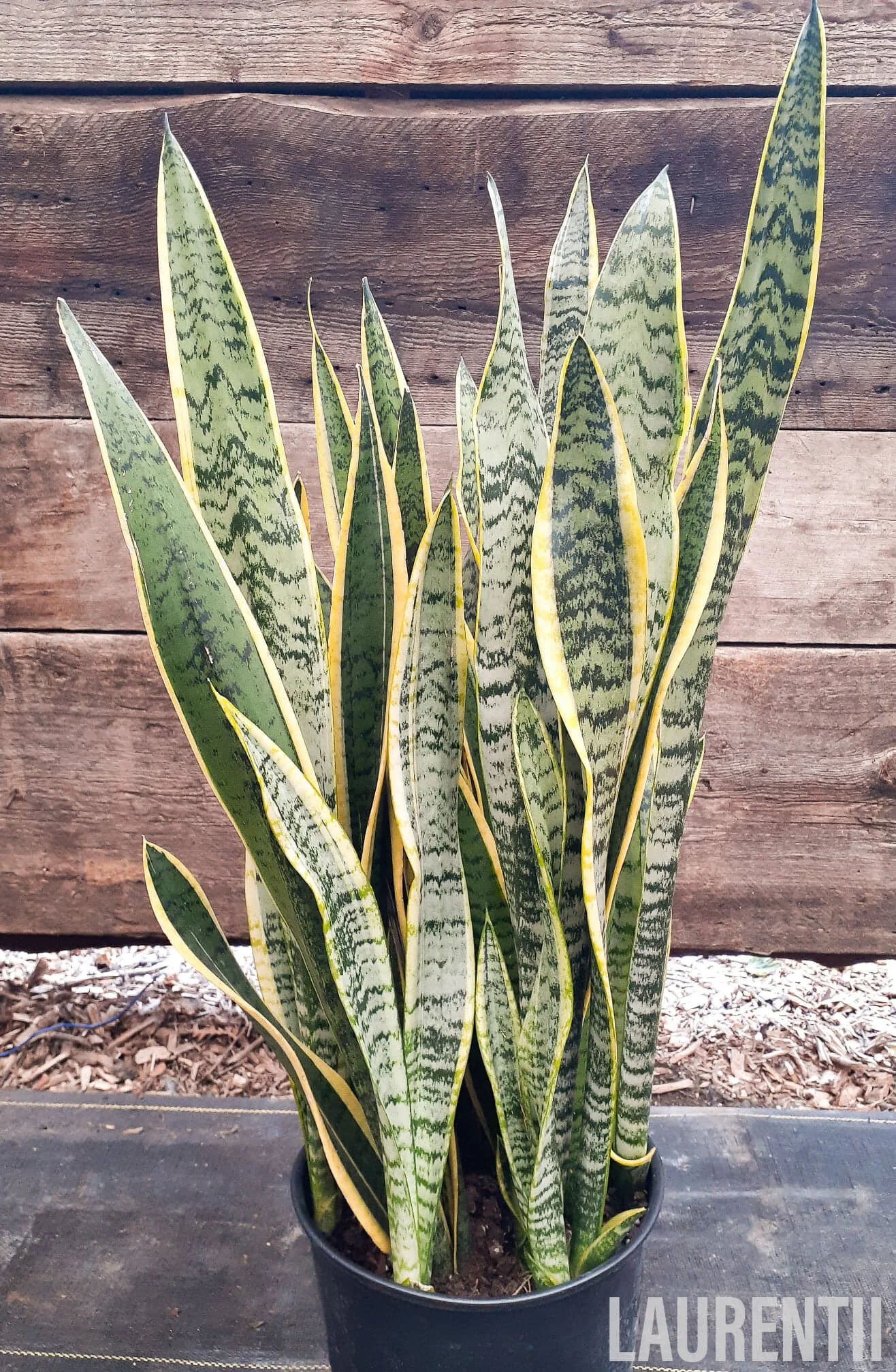 Une plante sansevières ou Langue de belle-mère dans un aménagement intérieur.