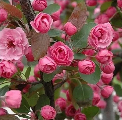 Pommetier Brandywine