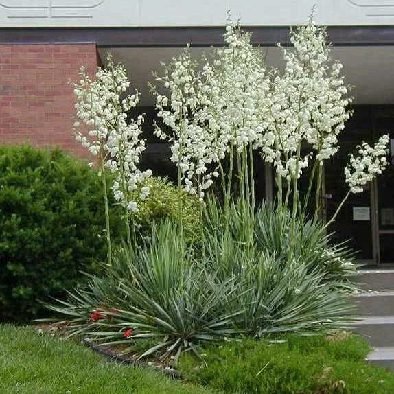 Yucca filamenteux