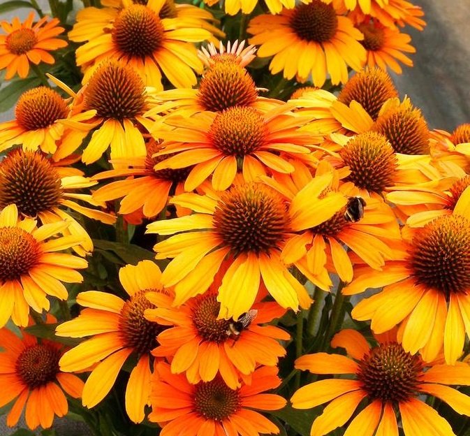 Échinacée Prima Saffron