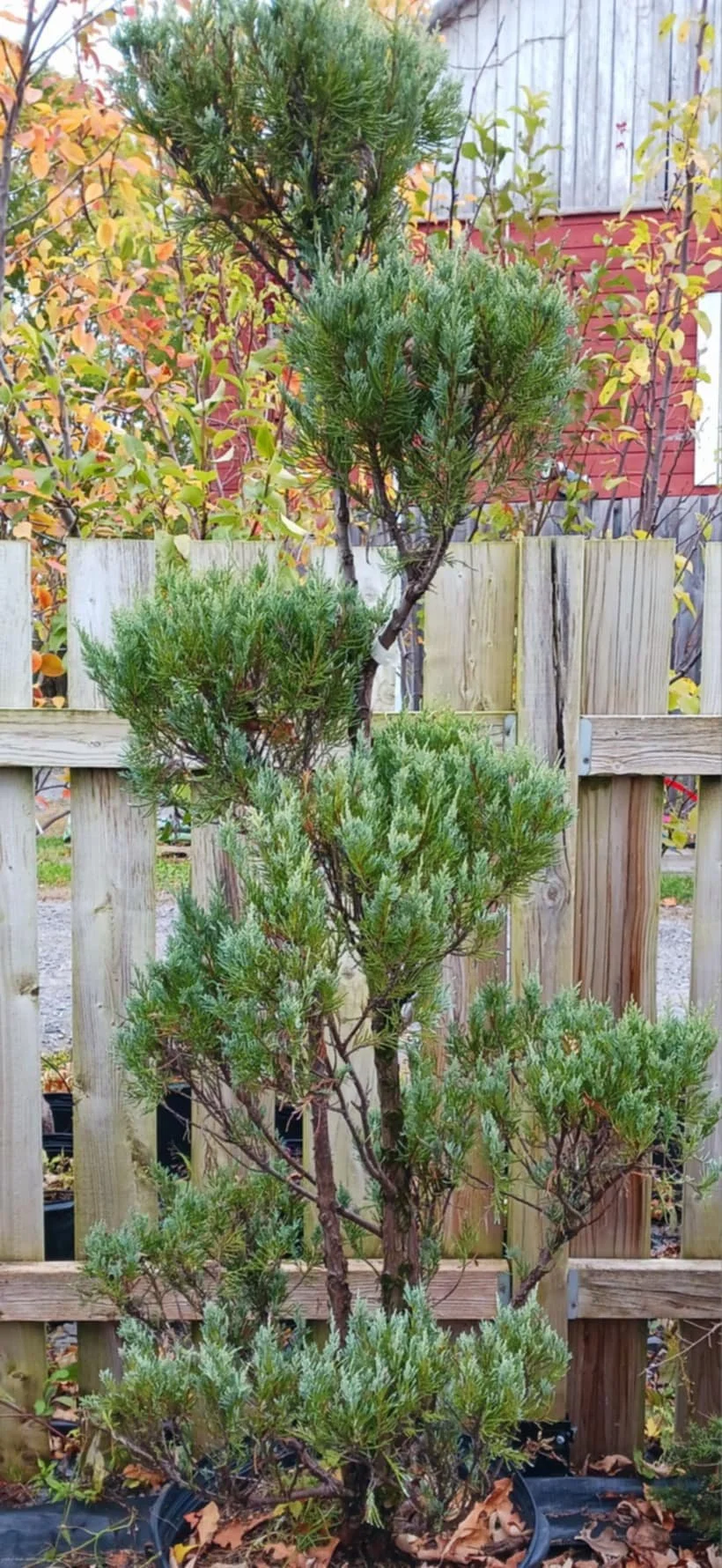 Genévrier Blue Heaven Pom Pom