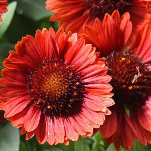 Gaillarde Mariachi Red Sky