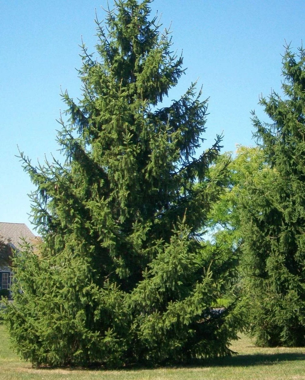 Épinette de Norvège