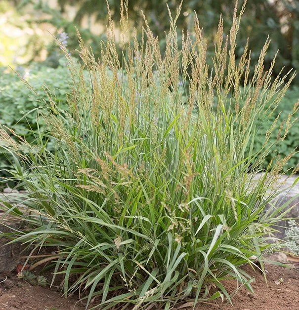 Calamagrostide nain Cheju-Do