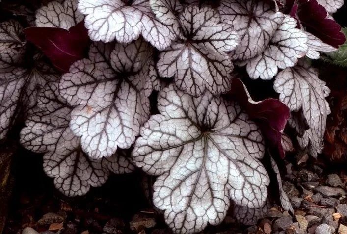 Heuchère Glitter