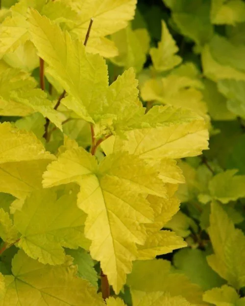 Physocarpe Lemon Candy