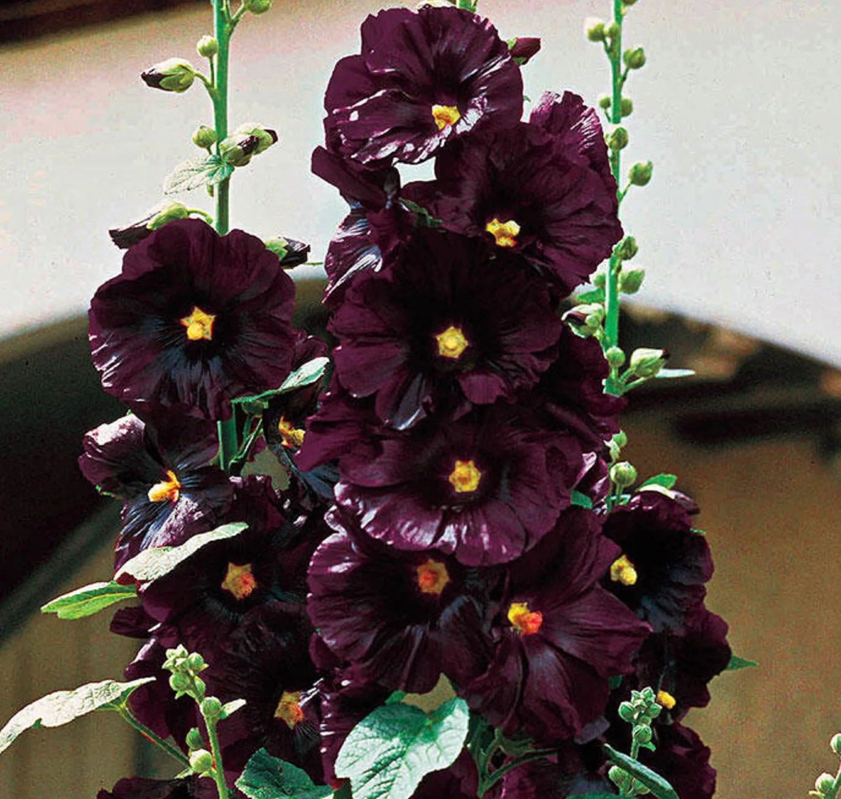 Rose trémière Blacknight