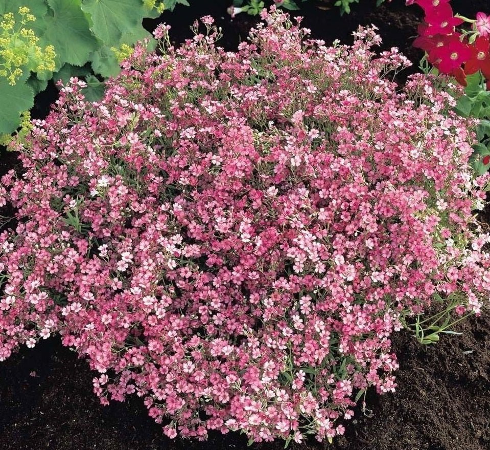 Soupir de bébé rose