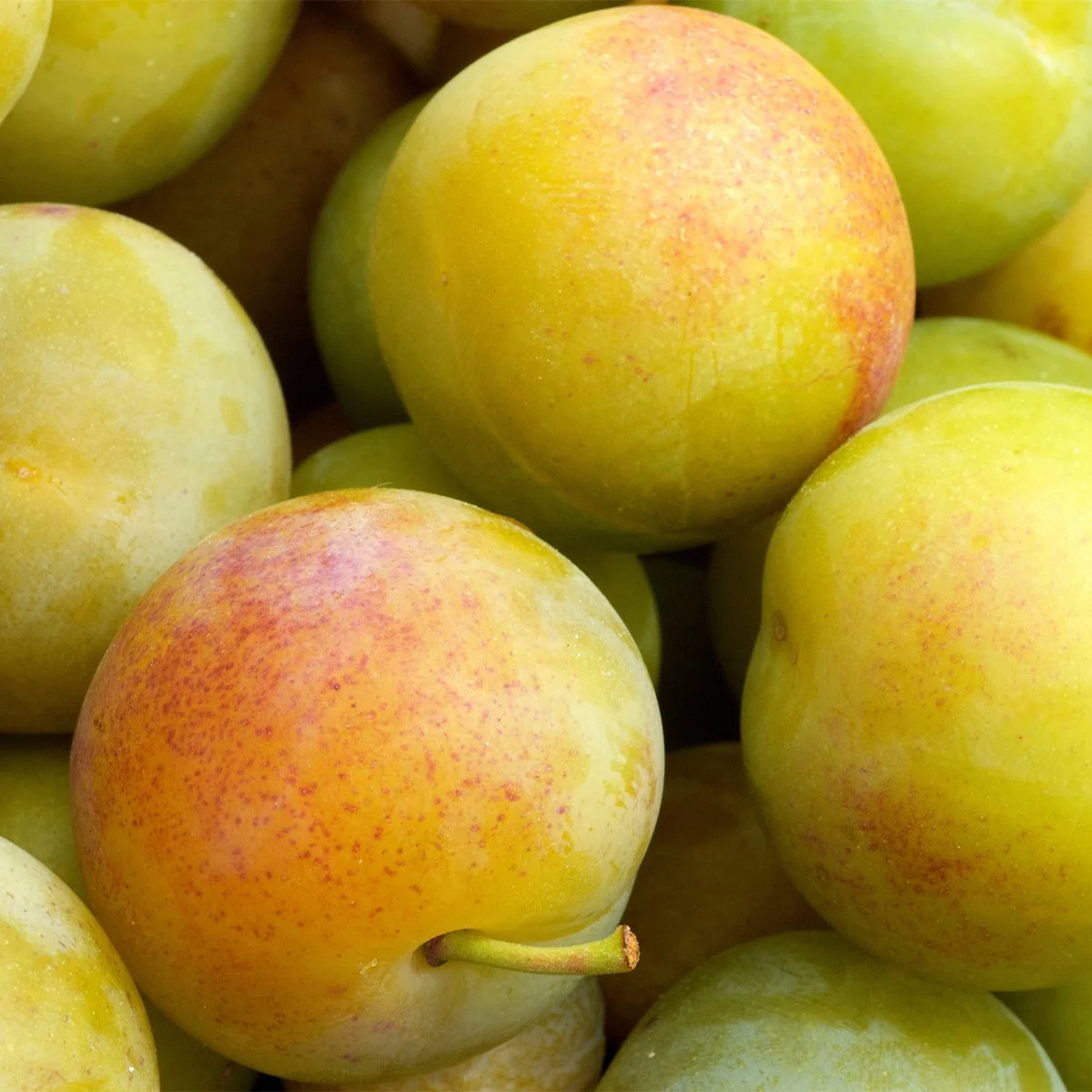 Prunier Européen Reine Claude