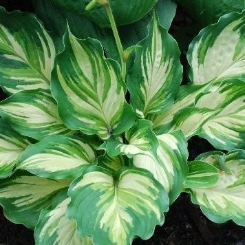 Hosta Lakeside Paisley Print