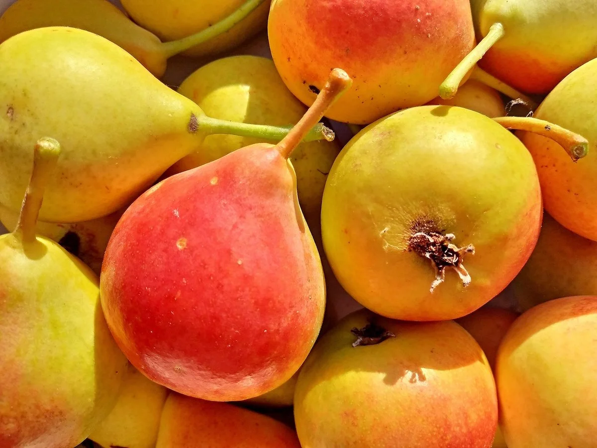 Poirier de Bollwiller