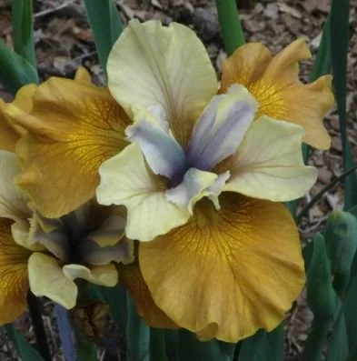 Iris de Sibérie Colonel Mustard