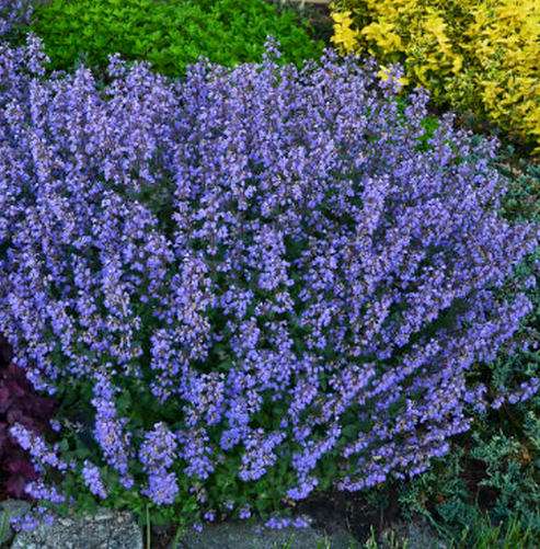 Menthe de chat Purrsian Blue