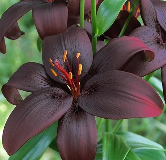 Lis asiatique Night Rider