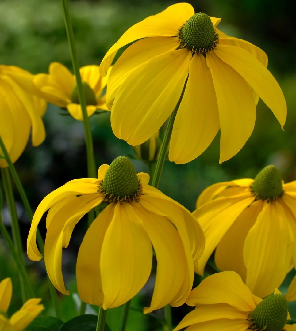 Rudbéckie Soleil d'automne
