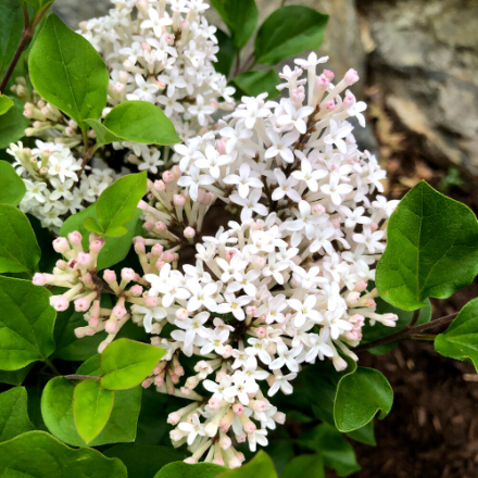 Lilas nain Pearl Potion sur tige