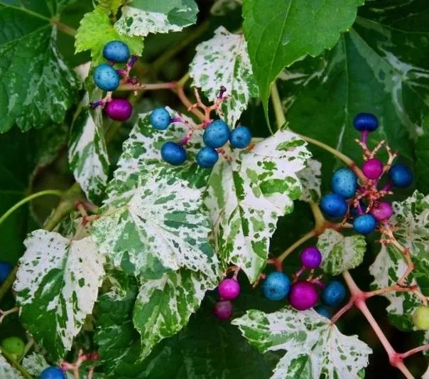 Ampelopsis élégant