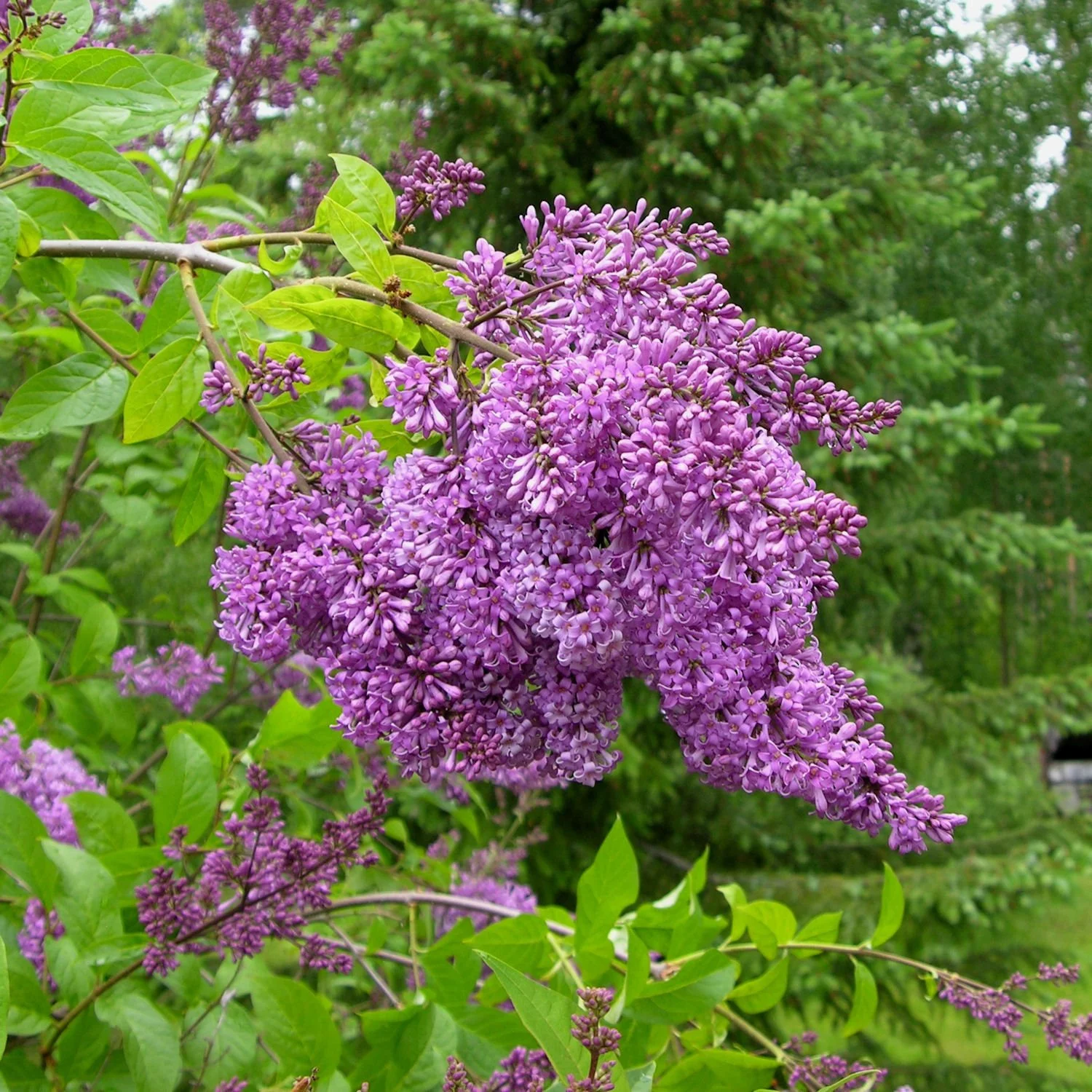 Lilas de Henryi Ainola