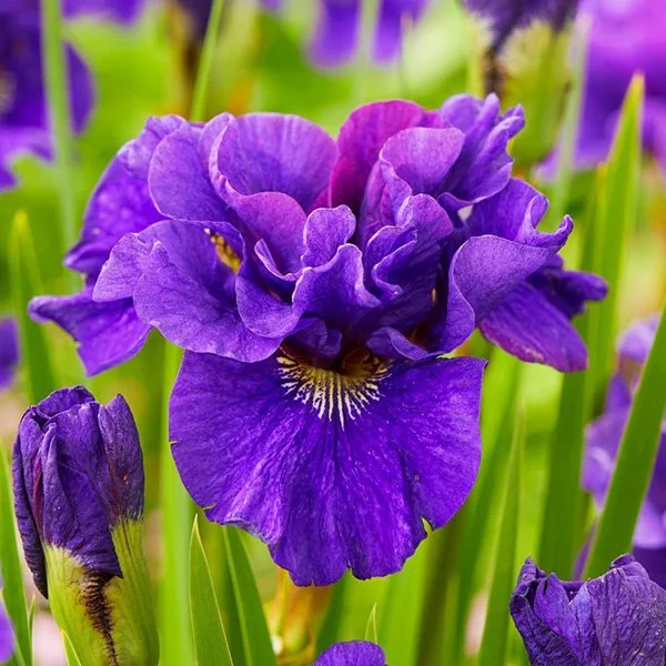 Iris de Sibérie Concord Crush