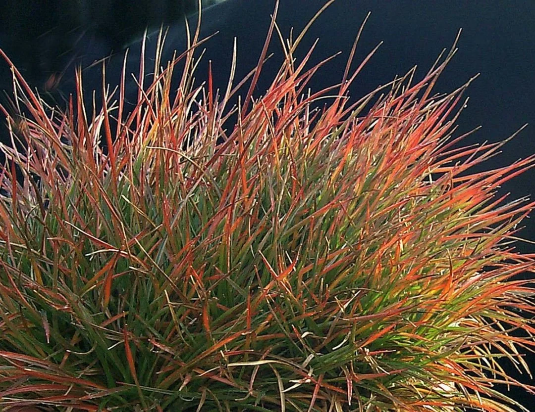 Luzule rouge des forêts