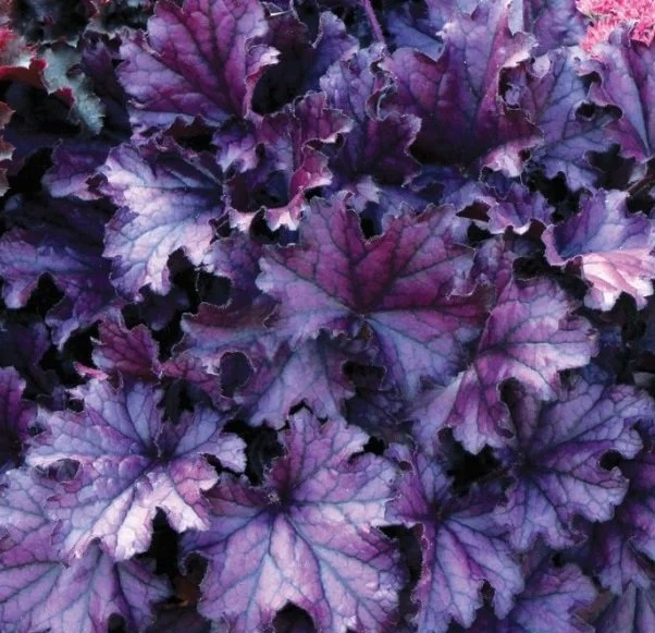 Heuchère Forever Purple