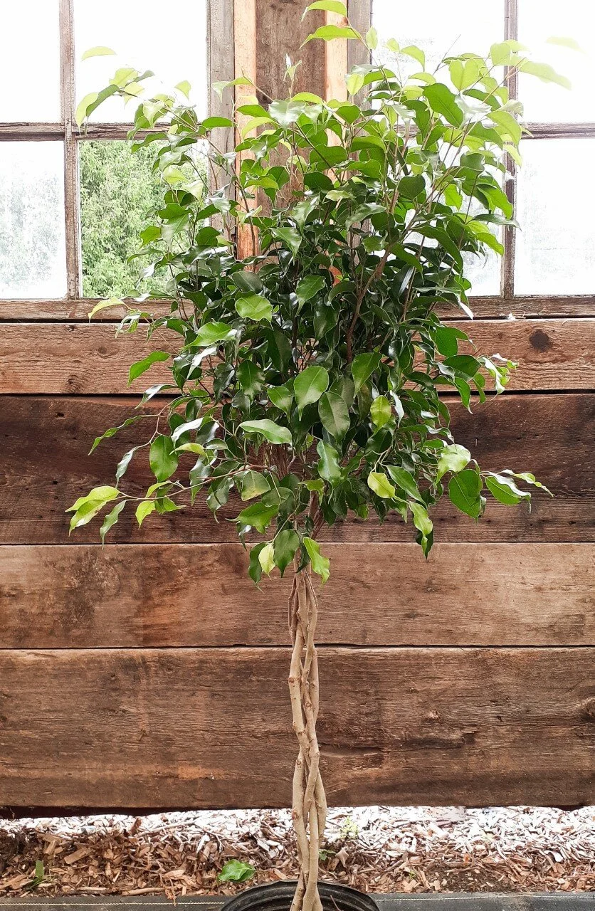 Un Ficus Benjamin devant une fenêtre en bois rustique.