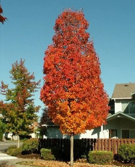 Acer-rubrum-Bowhall.jpg