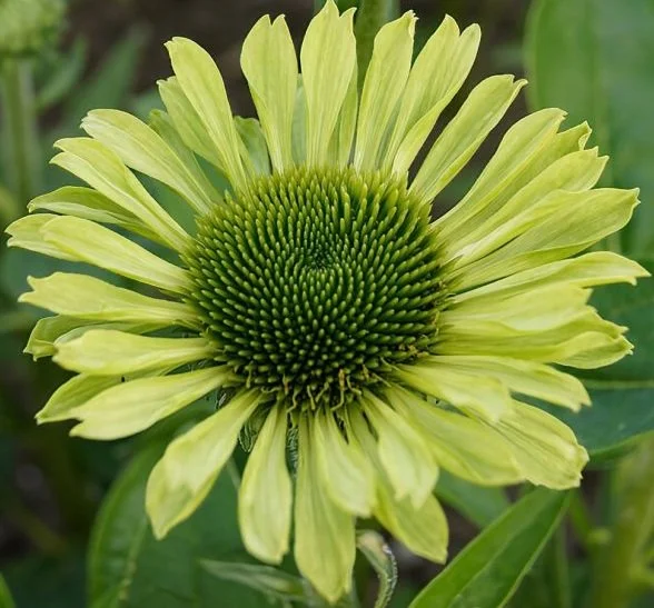 Échinacée Green Jewel