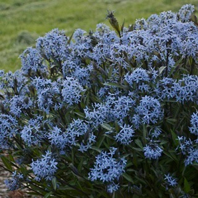 Étoile bleue Storm Cloud