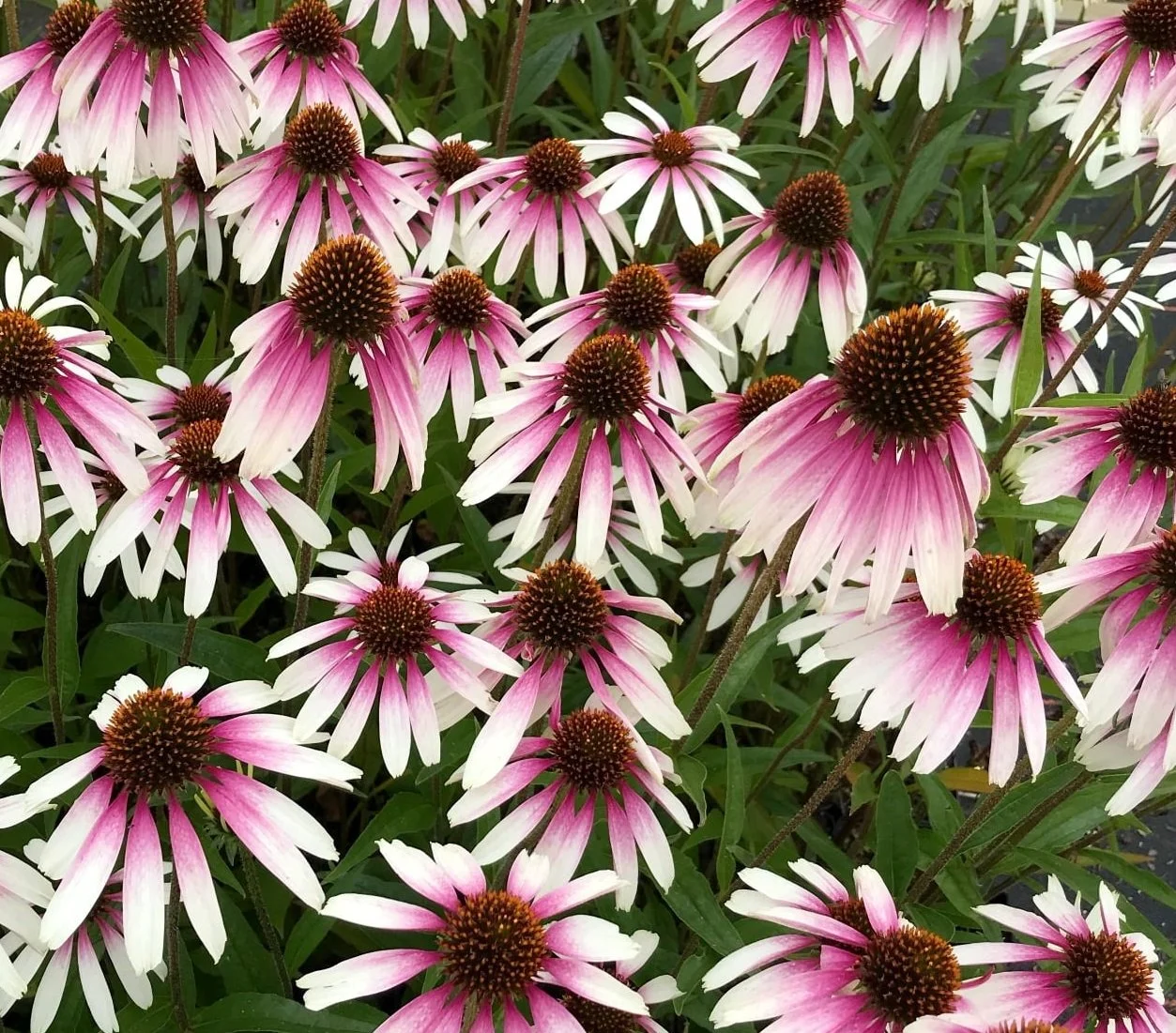 Échinacée Pretty Parasols