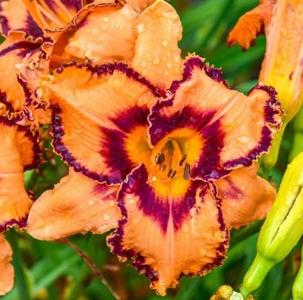 Hémérocalle One Hit Wonder