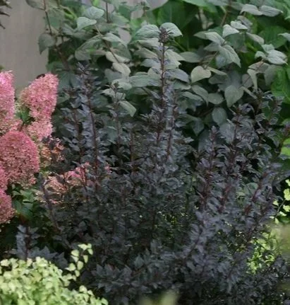 Physocarpe Tiny Wine