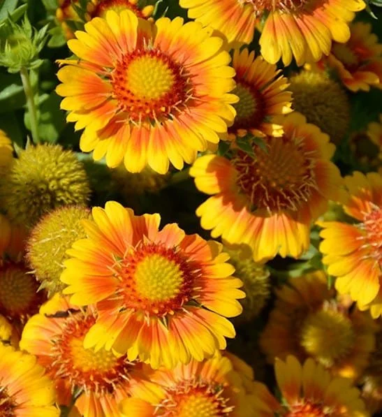 gaillardia-arizona.jpg