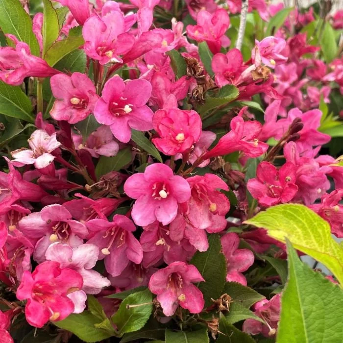 Weigela Sonic Bloom Pink