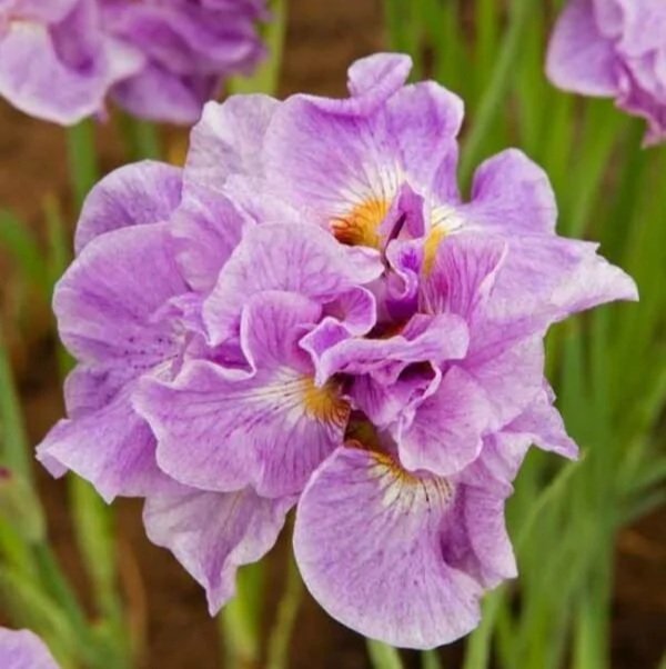 Iris de Sibérie Pink Parfait