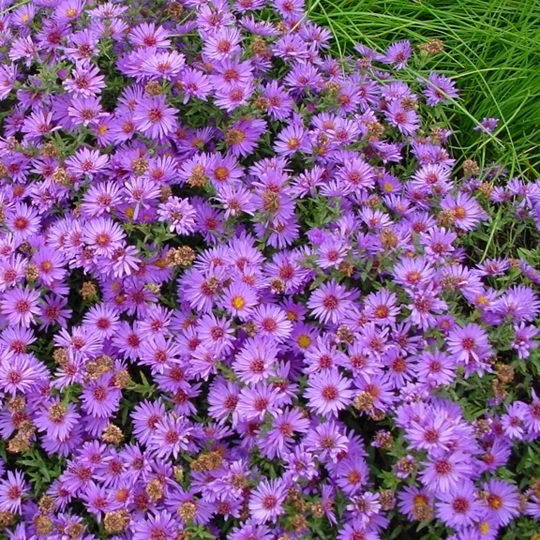 aster-woods-purple.jpg