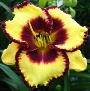 Hemerocallis-Calico.jpg
