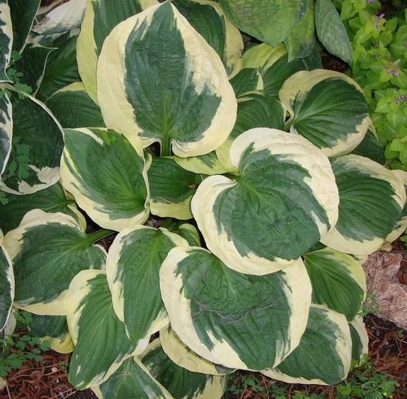 Hosta Christmas Pageant