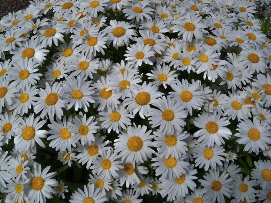 Chrysanthème Silver Princess