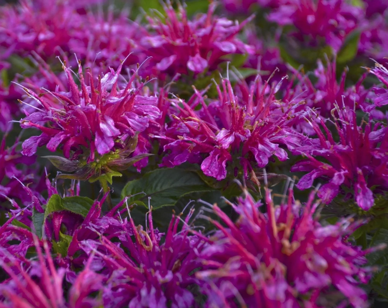 Monarde Pardon My Purple