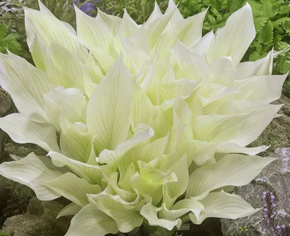 Hosta-White.jpg