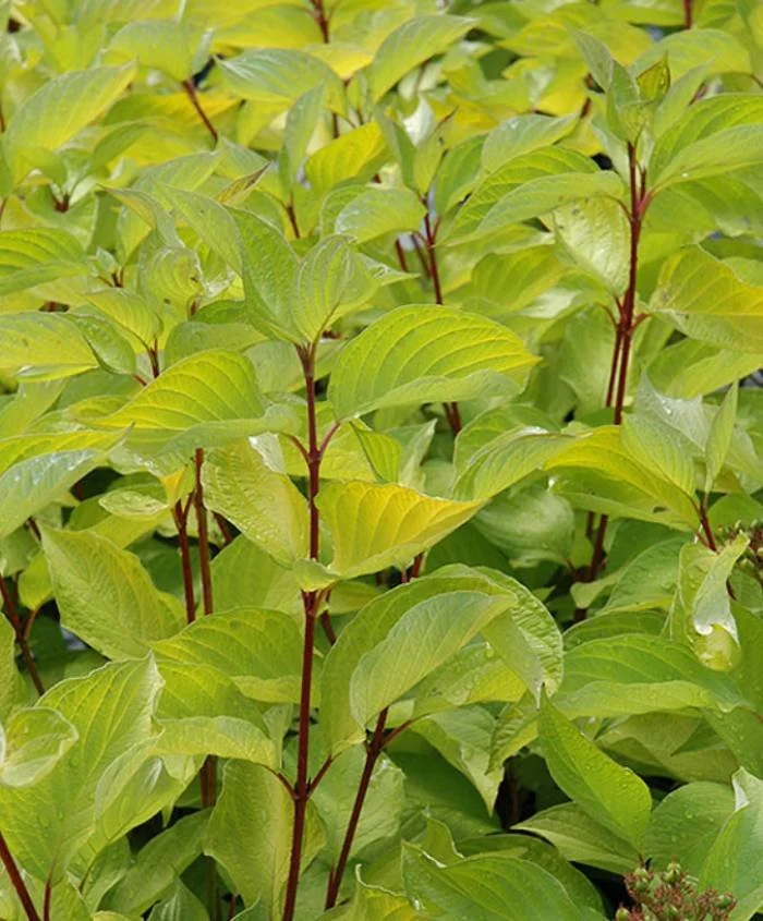 Cornouiller Golden Prairie Fire