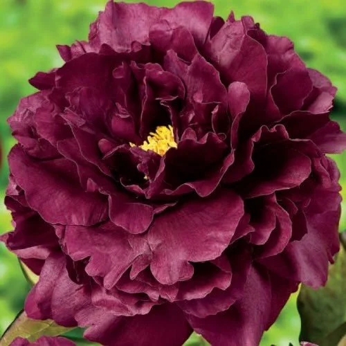 Pivoine Black Beauty