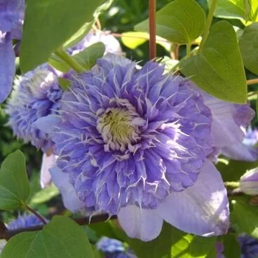 Clématite Blue Light