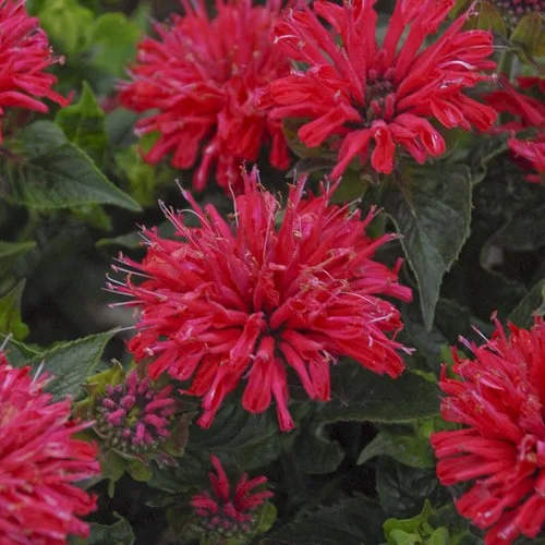 Monarde Pardon My Cerise