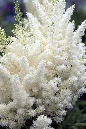 Astilbe Diamonds and Pearls