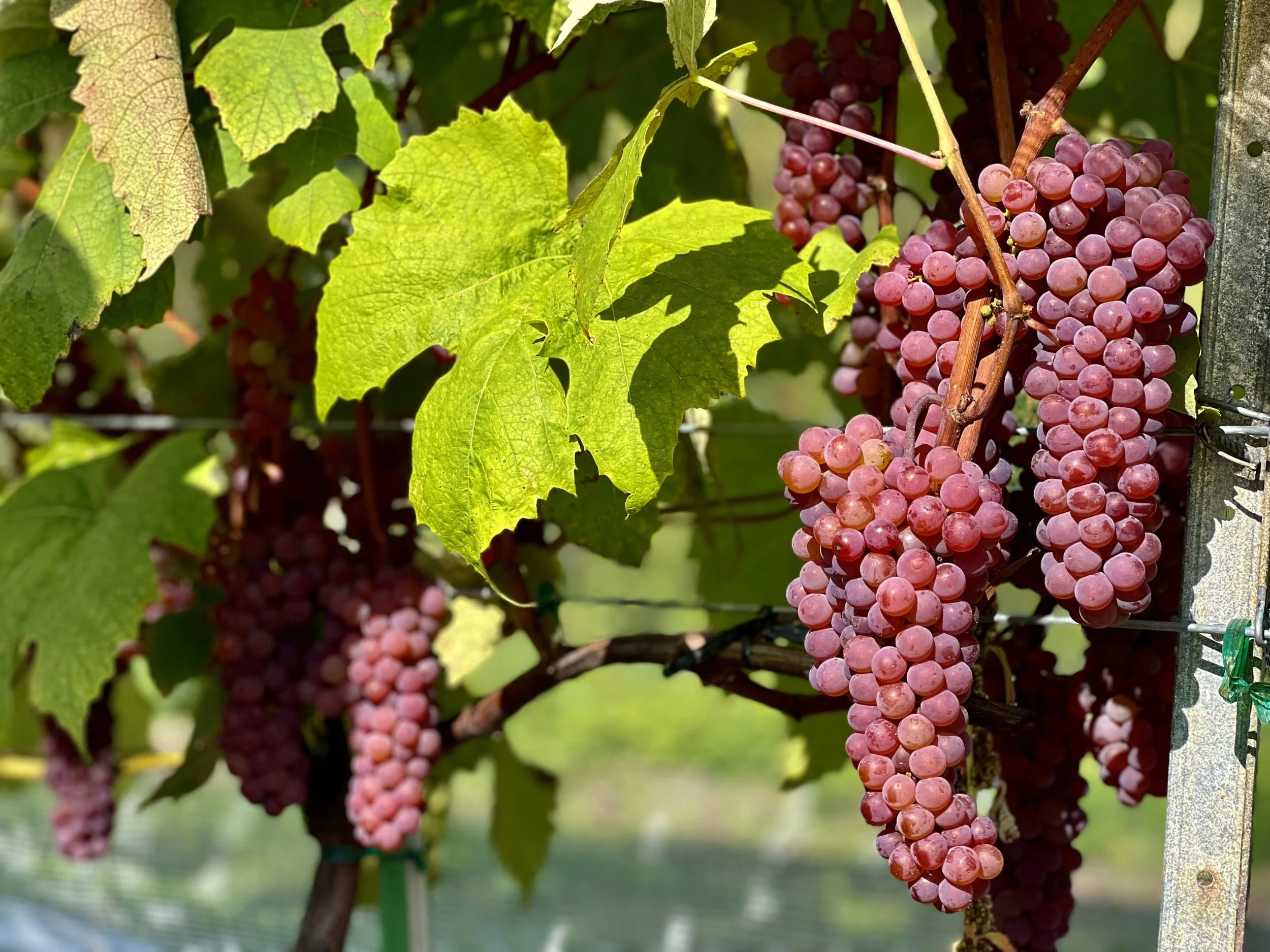 Vigne à raisins Marquette