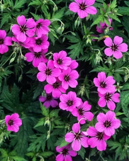 Géranium Patricia