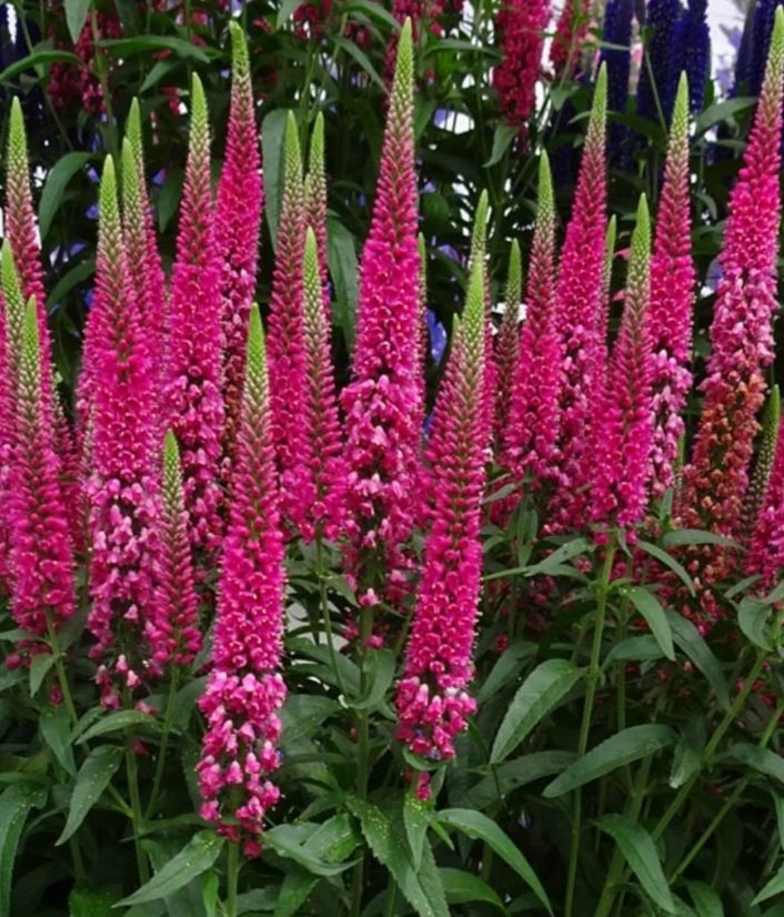 Véronique Vernique Raspberry